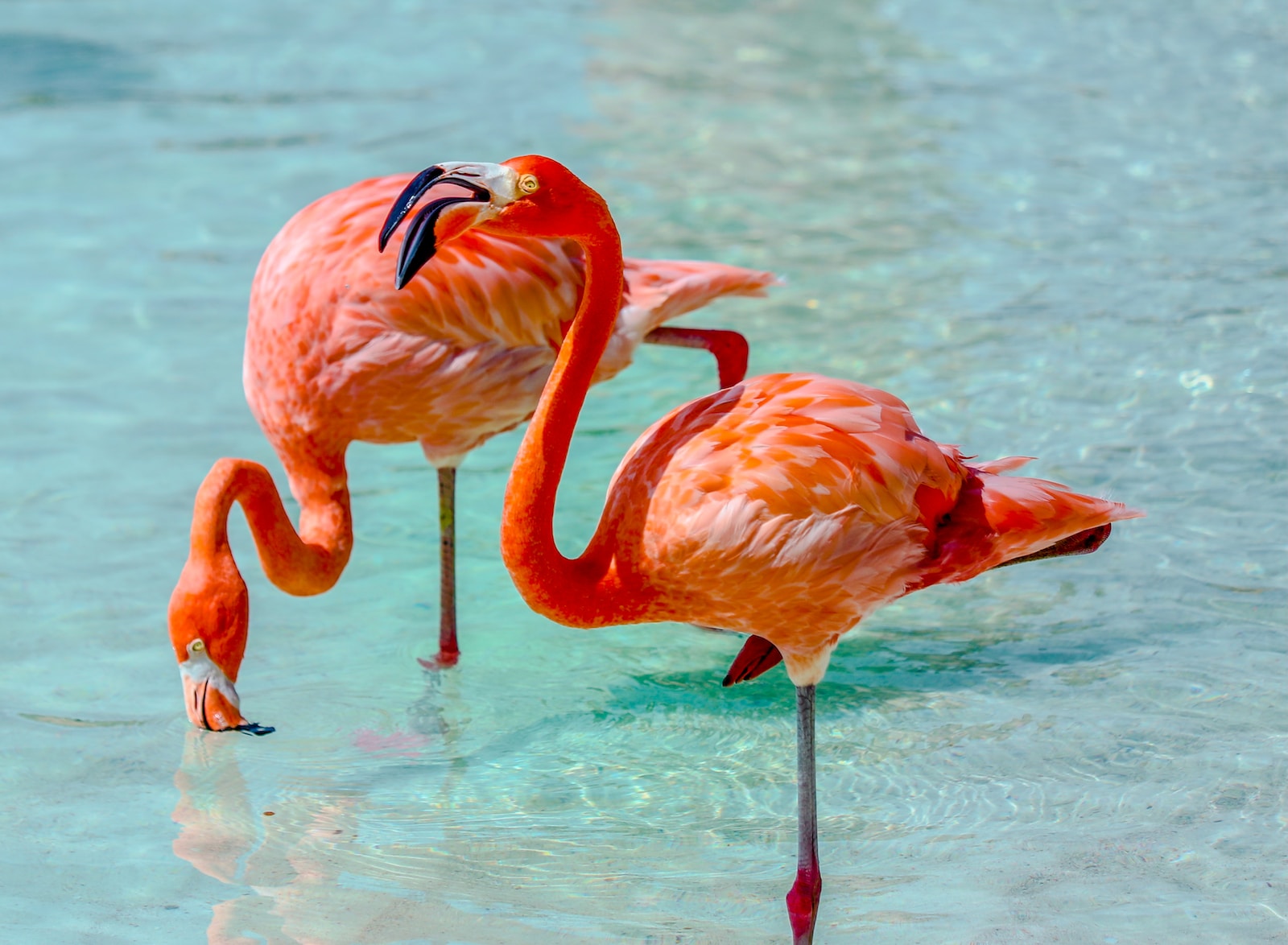 Taarttopper Flamingo
